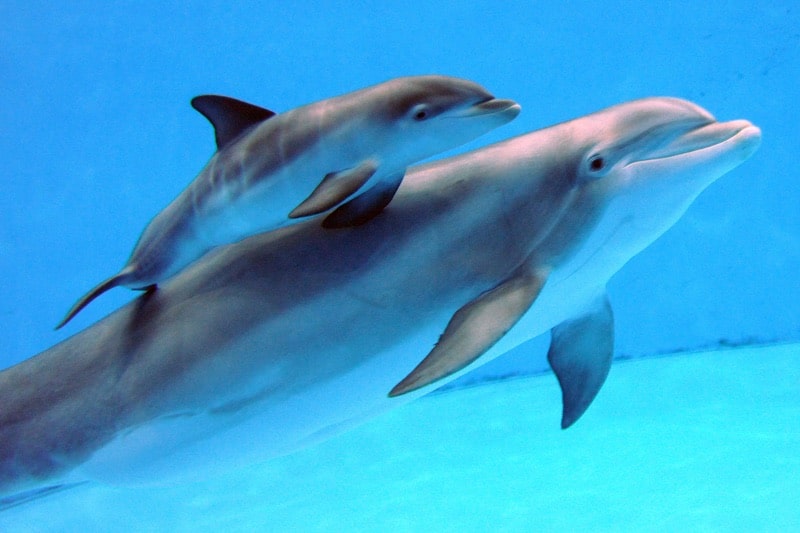 selfie dauphin