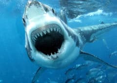 galaxy s8 requin