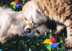 google photos chat chien