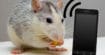 Smartphone : les ondes électromagnétiques provoquent le cancer chez les rats