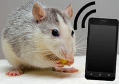smartphone ondes rats