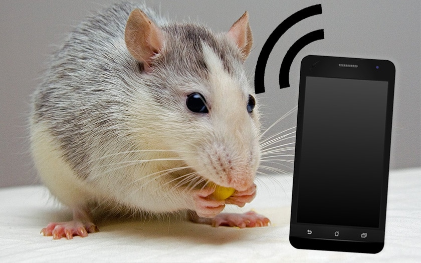 smartphone-ondes-rats