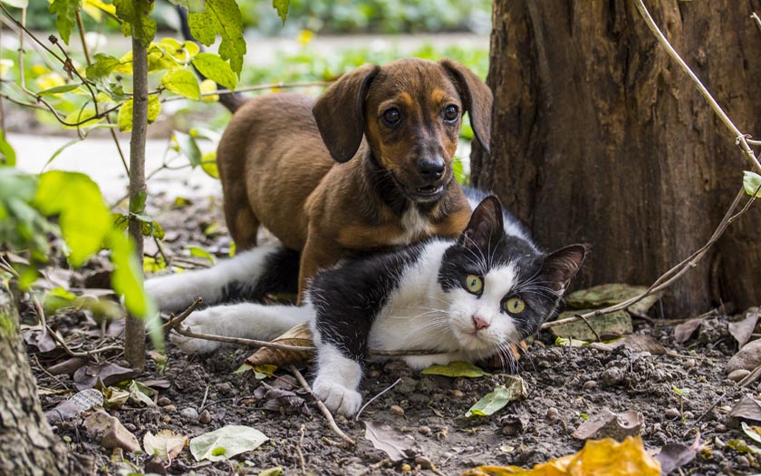 Mwc 19 Quand Les Marques Veulent Connecter Les Chiens Et Les Chats