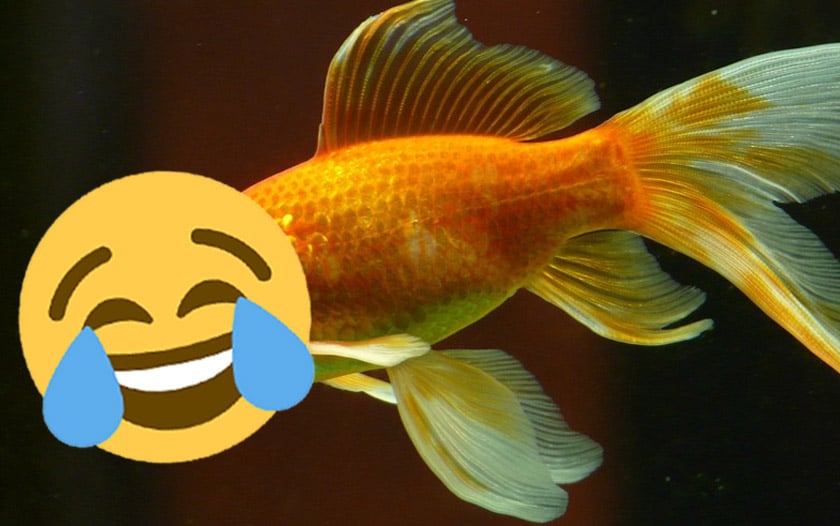 poisson avril 2019 blagues google oneplus free - poisson fortnite