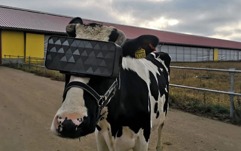 vache avec casque VR