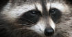 Le malware bancaire Raccoon menace les utilisateurs de Chrome, Firefox et Edge