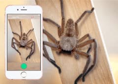 critterpedia